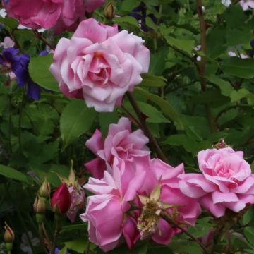Rosa Old Blush - Historische roos