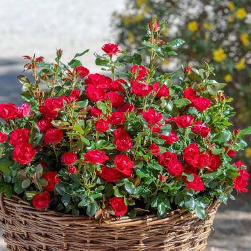 Rosa Zepeti - Patioroos