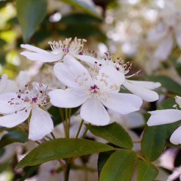 Rosa banksiae Alba - Banksia roos