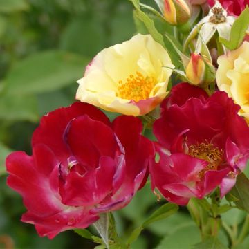 Rosa Quinte Flush - Trosroos