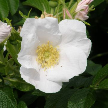 Rosa rugosa Alba - Hondsroos