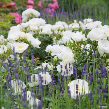 Rosa White Flower Carpet - Polyantharoos
