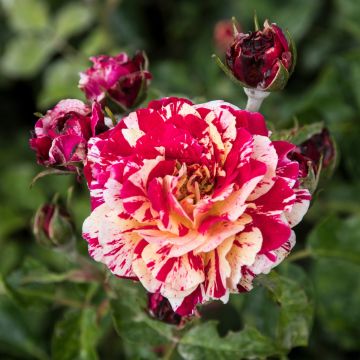 Rosa Abracadabra - Trosroos