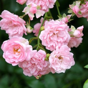 Rosa The Fairy - Stamroos