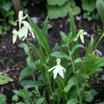 Roscoea beesiana Alba - Gemberorchidee