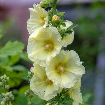 Alcea rosea Sunshine - Stokroos