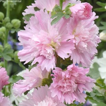 Alcea rosea Spring Celebrities Pink - Stokroos