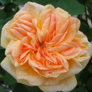 Rosa Alchymist - Grootbloemige klimroos