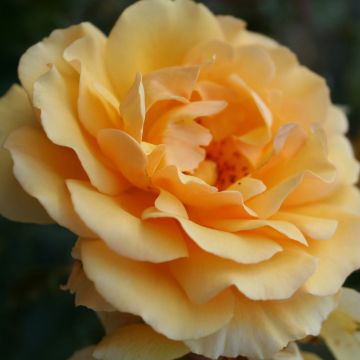 Rosa Amber Queen - Trosroos