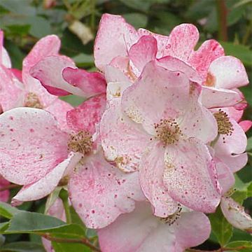 Rosa Rush - Trosroos