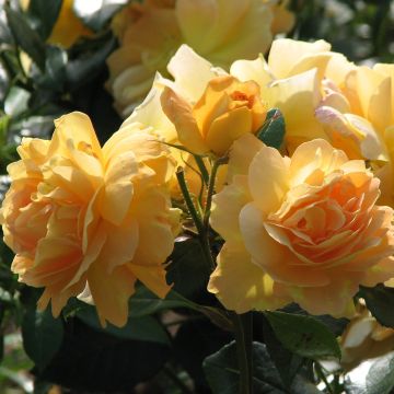 Rosa Bernstein Rose - Trosroos