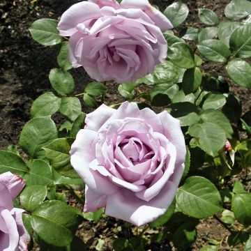 Rosa Blue Girl - Grootbloemige roos