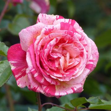 Rosa Broceliande - Grootbloemige roos