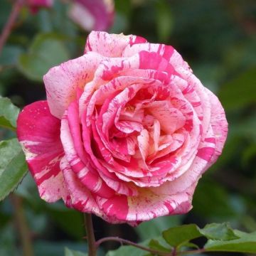 Rosa Broceliande- Stamroos