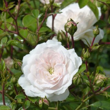 Rosa Swany - Bodembedekkende roos