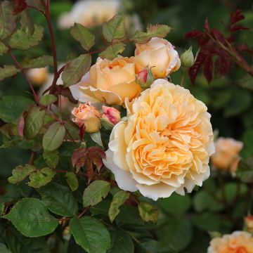 Rosa Crown Princess Margareta - David Austinroos