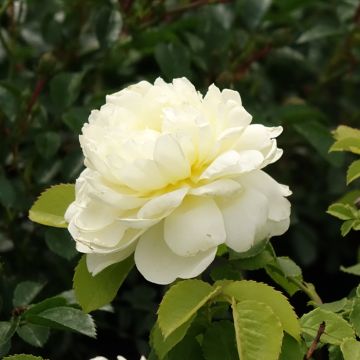 Rosa Imogen - David Austinroos