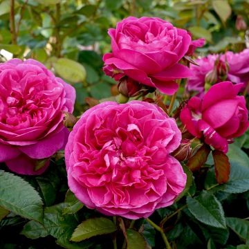 Rosa James L. Austin - David Austinroos