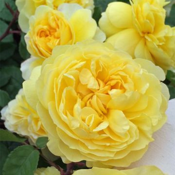 Rosa The Poet's Wife - David Austinroos