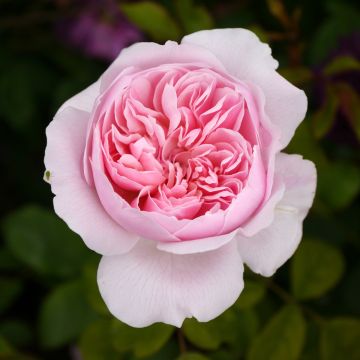 Rosa Wisley 2008 - David Austinroos