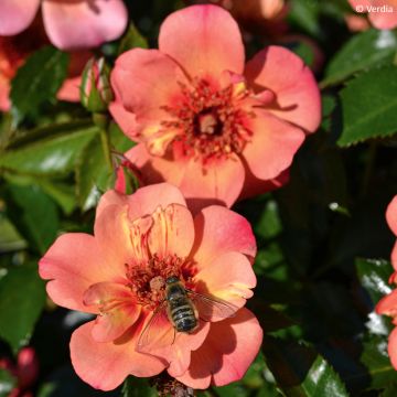 Rosa Baia - Polyantharoos