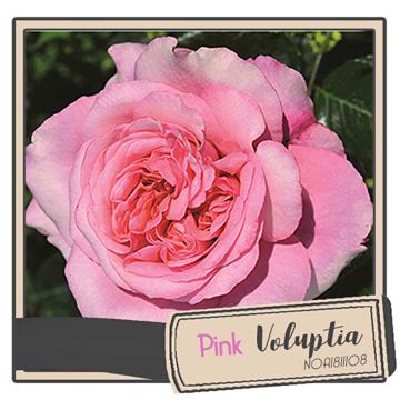 Rosa Pink Voluptia - Polyantharoos
