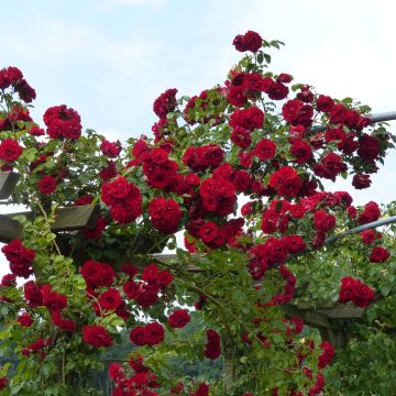 Rosa Amadeus - Grootbloemige Klimroos
