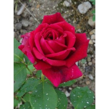 Rosa Jubilé Papa Meilland - Stamroos