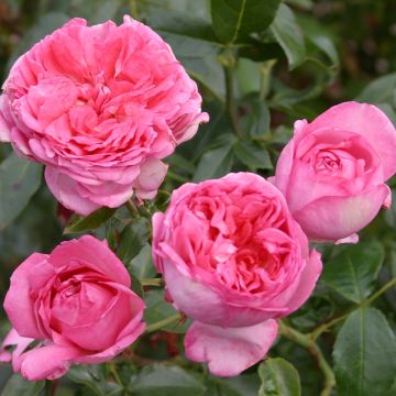 Rosa La Rose de Molinard - Grootbloemige roos