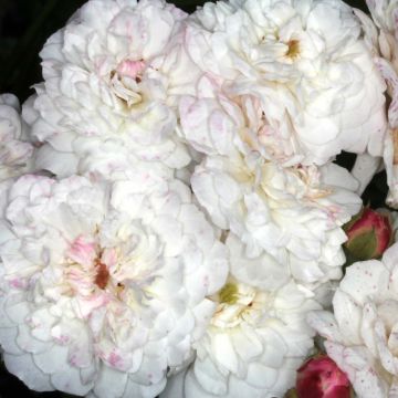 Rosa Félicité et Perpétue - Ramblerroos