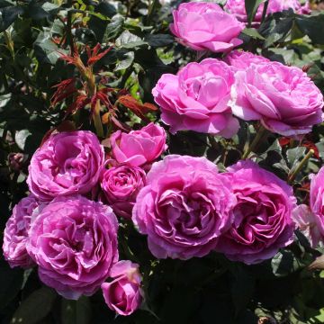 Rosa Catherine de Medicis - Trosroos