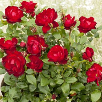 Rosa Milano - Trosroos