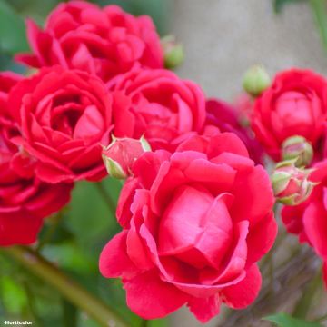 Rosa Paul's Scarlet Climber - Klimroos
