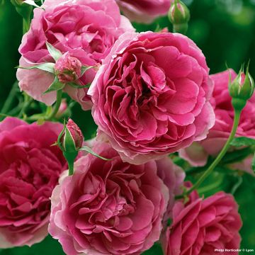 Rosa Pink Cloud - Grootbloemige klimroos