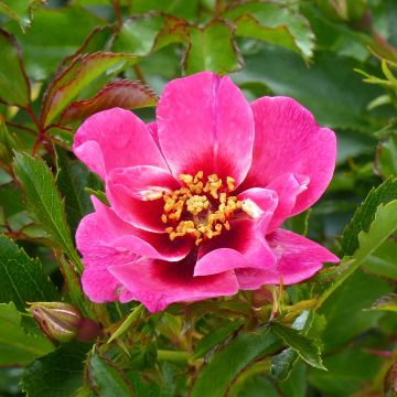Rosa Queen Babylon Eyes - Struikroos