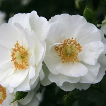 Rosa Innocencia - Trosroos