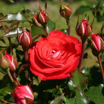 Rosa Planten un Blomen - Trosroos