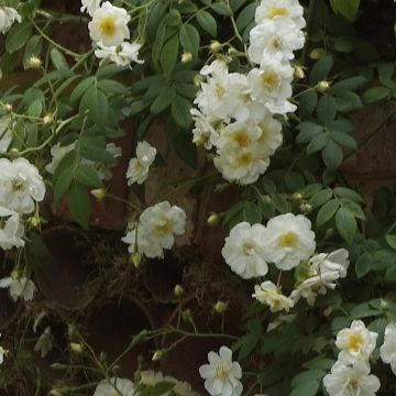 Rosa Sanders White Rambler - Ramblerroos
