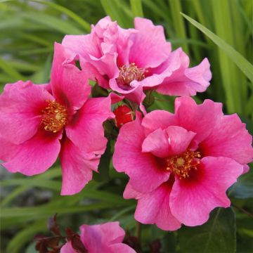 Rosa See You in Pink - Struikroos