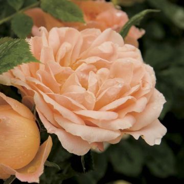Rosa Sweet Dream - Patioroos