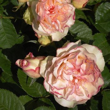 Rosa The Feminine Touch - Stamroos