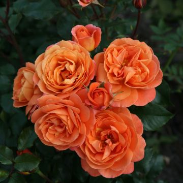 Rosa Phoenix - Trosroos