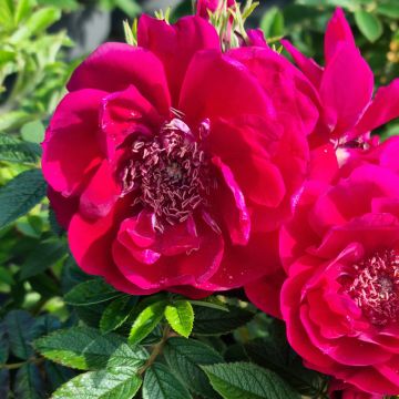 Rosa Take It Easy Red - Hondsroos