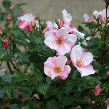 Rosa Astronomia - Trosroos
