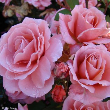 Rosa Favorite - Trosroos