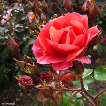 Rosa Folle Framboise - Trosroos