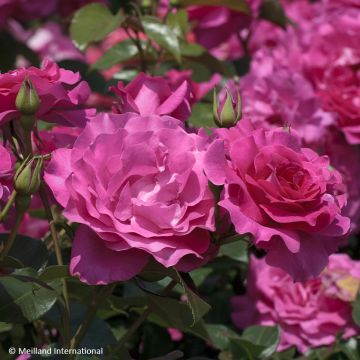 Rosa Manou Meilland - Grootbloemige roos