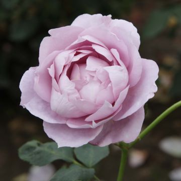 Rosa Novalis - Trosroos