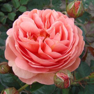 Rosa Park Abbey Rose - Trosroos
