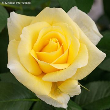 Rosa Rustica ® III - Trosroos